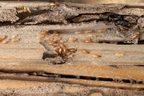 Best Mosquito Control Services  in Deerfield Beach, FL